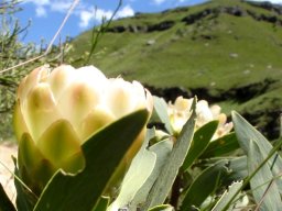 Protea dracomontana rounded surfaces, rounded edges